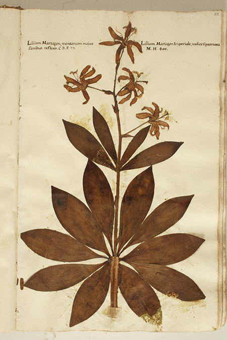 Hortus siccus Lillium martagon