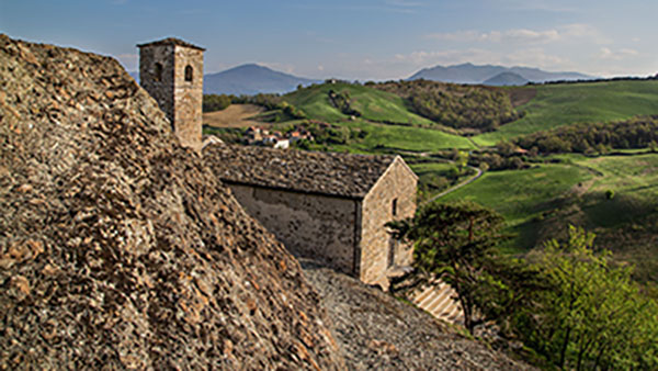 Perduca