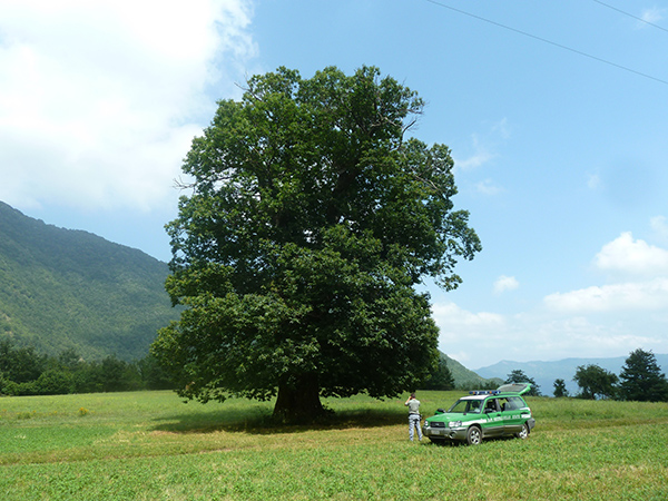 Tutele alberi monumentali