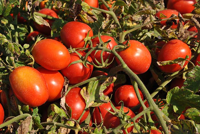 pomodoro