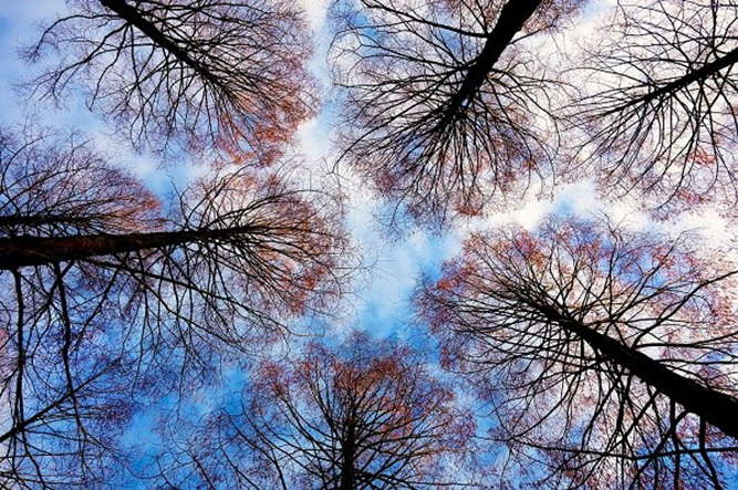 Mettiamo radici alberi