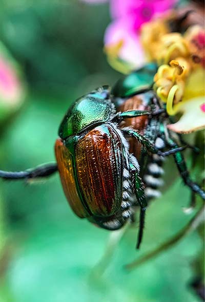 Popillia Japonica copia