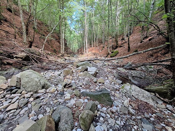 Bandi Gal del Ducato