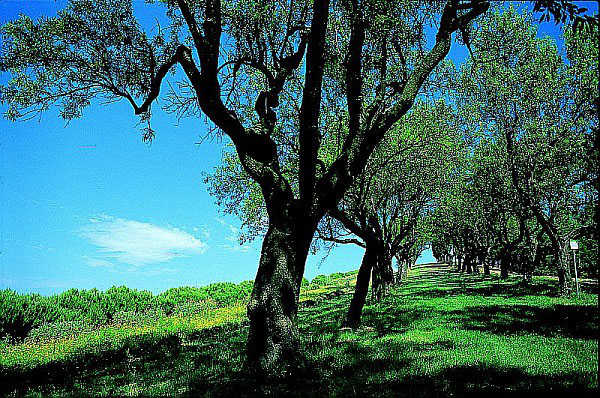 alberi piantati