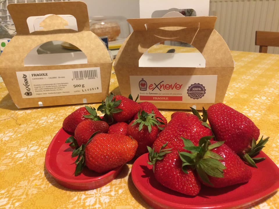 fragole orto